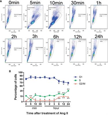 Effect of Triptolide on Temporal Expression of Cell Cycle Regulators During Cardiac Hypertrophy